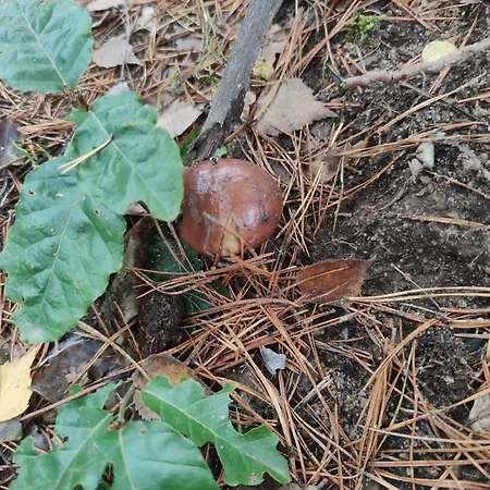 Lubiana180 Wabi Sabi W Lesie Jacuzzi Sauna Kominek - Drewno W Cenie Pobytu - Nad Jeziorem Kaszuby Pieski Tylko Do 10kg Za Dodatkowa Oplata Ferienhaus