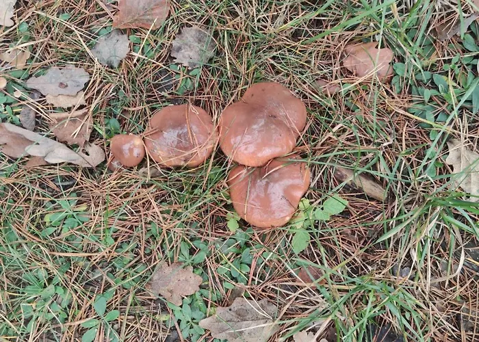 Lubiana180 Wabi Sabi W Lesie Jacuzzi Sauna Kominek - Drewno W Cenie Pobytu - Nad Jeziorem Kaszuby Pieski Tylko Do 10kg Za Dodatkowa Oplata Semesterbostad *