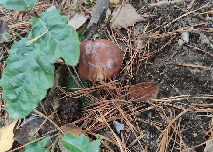 Lubiana180 Wabi Sabi W Lesie Jacuzzi Sauna Kominek - Drewno W Cenie Pobytu - Nad Jeziorem Kaszuby Pieski Tylko Do 10kg Za Dodatkowa Oplata Semesterbostad